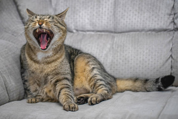 sleepy yawning cat sits on a sofa