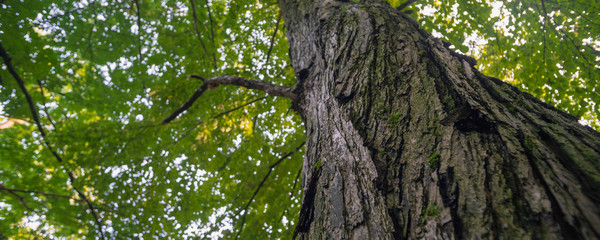 Fototapeta premium large trees in a forest with lush green foliage, view from below