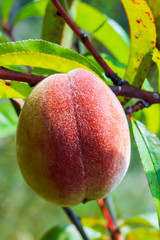 Peach fruit closeup