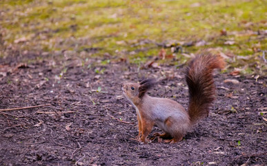 Beautiful wild squirrel in autumn forest