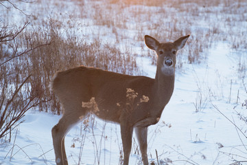 Winter deer