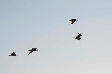 birds in flight
