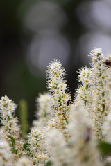 white spring flowers