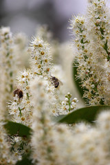 white spring flowers