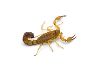 African venom Scorpion isolated on white background