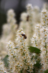 white spring flowers