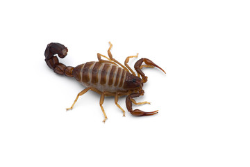 African venom Scorpion isolated on white background