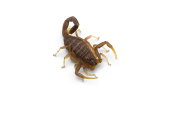 African venom Scorpion isolated on white background