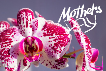 Holiday card - blooming multicolored orchids, holiday greetings, handwritten inscription with a brush Mothers Day, greeting lettering.