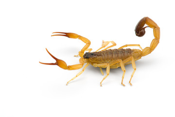 African venom Scorpion isolated on white background