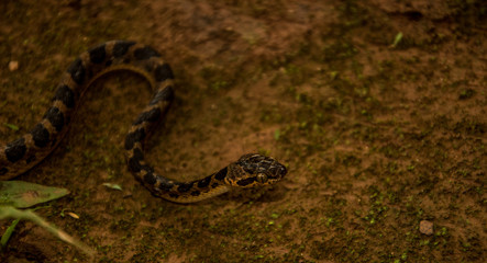 Serpente tropical no chão de uma floresta 