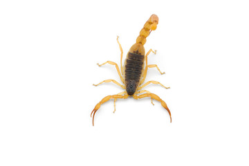 African venom Scorpion isolated on white background