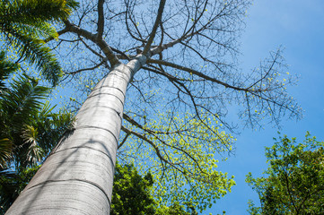 Fototapeta premium Big Tree, outstanding, tall