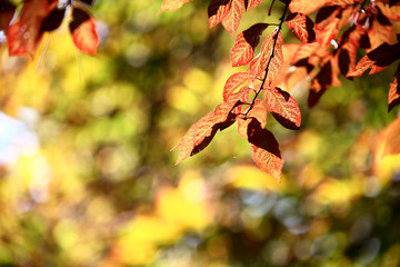 Autum leaves in the forest 