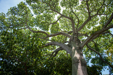 Fototapeta premium Big Tree, outstanding, tall
