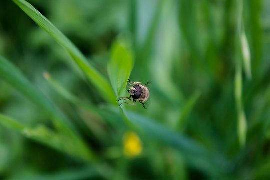 mosca silvestre em Portugal sobre um capim
