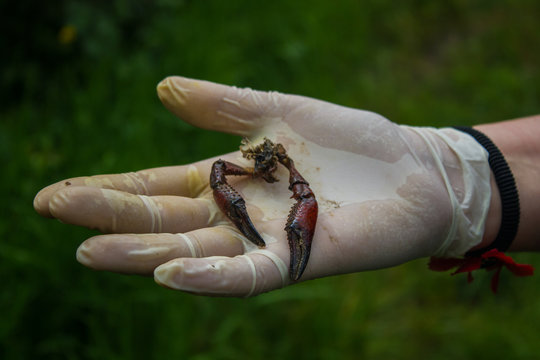 Vest&iacute;gios de lagostim lagostim-vermelho-do-luisiana (Procambarus clarkii) encontrados perto de um rio em Portugal