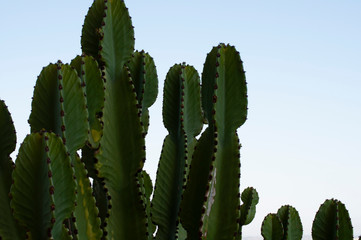 cactus and sky