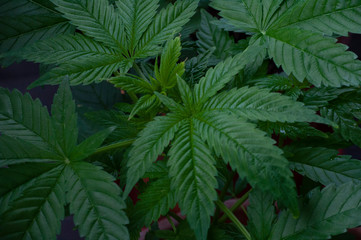 Naklejka na ściany i meble Indica Cannabis leaves