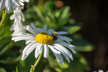 White daisy with bright yellow center, with black and yellow bee on flower center