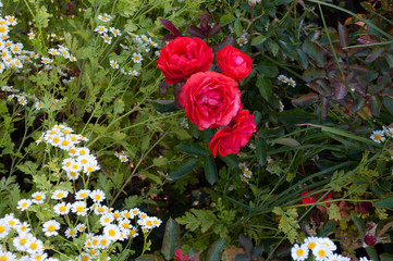 red roses and daisy in the garden