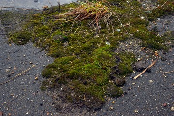 Fototapeta premium moss grows on the asphalt road