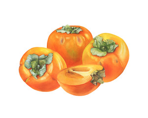 Three whole and halved cut of orange color persimmon fruit (also called as diospyros, kaki, sharon or gold apple). Hand drawn botanical watercolor painting illustration isolated on white background