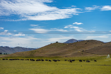Set of cows grazing in a beautiful green field on a sunny day, New Zealand
