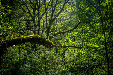 Fototapeta premium bonita floresta no norte de Portugal, parque Peneda dos Gerês