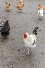 Farming, free-range chickens in the yard in the summer