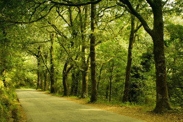 Fototapeta na wymiar bonita floresta no norte de Portugal, parque Peneda dos Gerês