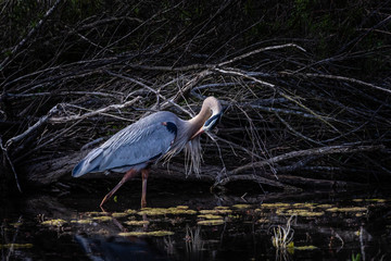 great blue heron in the water