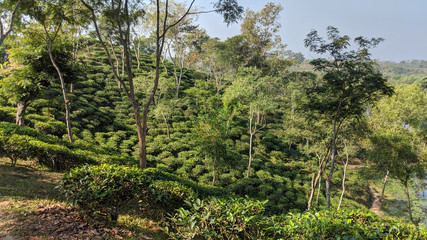 Famouse Tea Garden From Bangladesh,Sylhet 