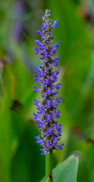 Blue Bonnet