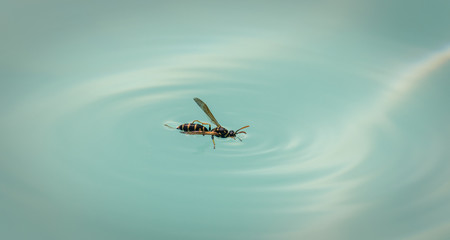 Macro of wasp in pool truggling not to drown