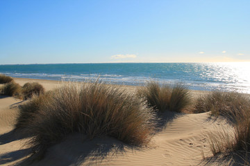 Sandy beach in Camargue region, in the South of France
