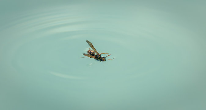 Macro of wasp in pool truggling not to drown