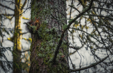 Bonito esquilo selvagem no galho da árvore na floresta