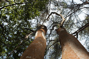 Trees in the tropical forest