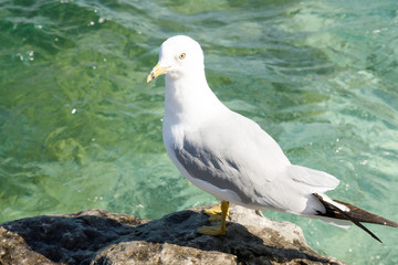 seagull 