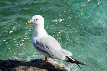 seagull on rock