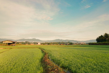 Beautiful scenery of paddy field at morning in Sabah North Borneo, Background of paddy field in...