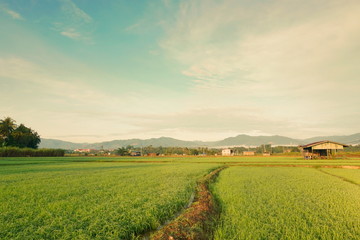 Beautiful scenery of paddy field at morning in Sabah North Borneo, Background of paddy field in natural green, golden color