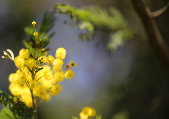 Photo background spring yellow bright Mimosa plants