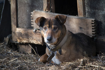 Chained up dog near wooden kennel, dog guards a house in the countryside