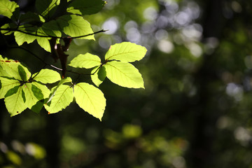 Young green forest leaves in spring