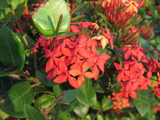 Red flowers