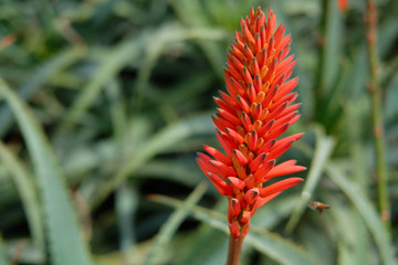 Naklejka na ściany i meble Barbadensis Aloe Vera Flower In Bloom