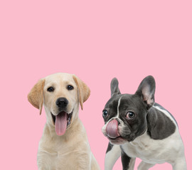 team of labrador retriever and french bulldog