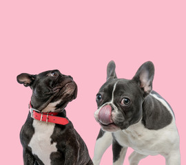 team of two french bulldogs on pink background